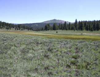 Juniper Hills / Juniper Creek Ranches